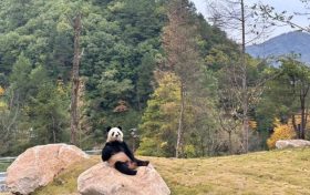 可愛暴擊！秦嶺大熊貓賣萌撒歡現(xiàn)場→縮略圖