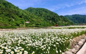 花都開好了，來佛坪邂逅白色浪漫！縮略圖