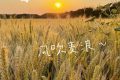 在漢臺(tái)，有一種浪漫叫風(fēng)吹麥浪！縮略圖