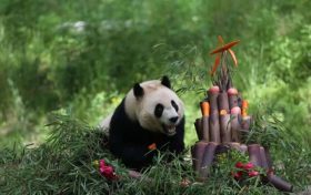 秦嶺大熊貓生日“吃席”名場(chǎng)面來啦！縮略圖