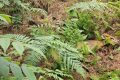 暖心！國家二級保護動物麂子在老道寺鎮(zhèn)獲救縮略圖