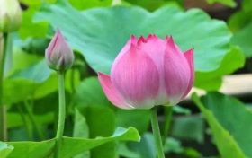 相約黎壩，邀您赴一場詩意田園的心動之旅！縮略圖