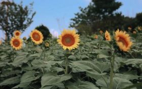 出片率100%！漢臺(tái)這里藏著一片向日葵花?？s略圖