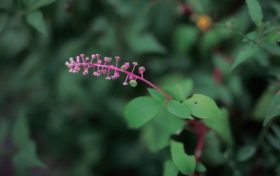 警惕花粉過敏 | 秋季花粉致敏性更強(qiáng)！縮略圖