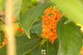 真香！“桂花味”的漢中正在回歸！縮略圖