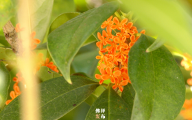 真香！“桂花味”的漢中正在回歸！縮略圖