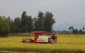 稻浪飄香！城固秋日“豐”景美如畫縮略圖