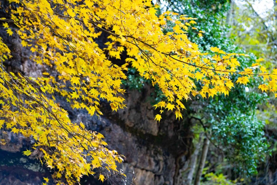 10月1日，漢中黎坪景區(qū)秋高氣爽、景色秀美，還不擁擠，趕緊出發(fā)嘍！