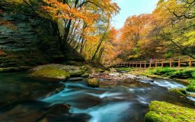 朱鹮在橫山和南泥灣“安家”！有利于恢復(fù)朱鹮的遷徙習(xí)性縮略圖