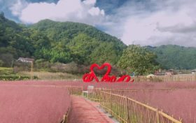 佛坪又一輪花海來(lái)襲，仙氣十足！縮略圖