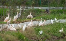 國(guó)家一級(jí)保護(hù)鳥(niǎo)類(lèi)彩鹮，又回漢中省親！縮略圖