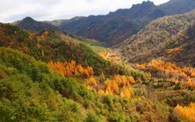 覽棧道美景，賞金秋紅葉！紫柏山絕美紅葉秘境等你來(lái)縮略圖