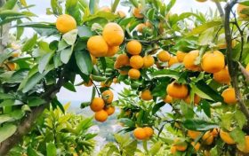 漢中城固，中國(guó)桔海桔子紅縮略圖