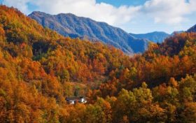 濃濃秋韻染萬物，佛坪賞秋正當(dāng)時！縮略圖