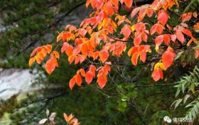 一草一木皆是畫，佛坪最美的秋天來了！縮略圖