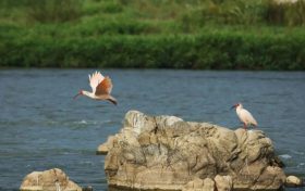 有朱鹮光顧的農(nóng)田，作物能賣好價錢！縮略圖