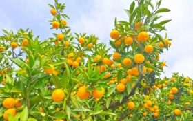 秋意濃，桔子紅，城固桔園迎來(lái)采摘季縮略圖