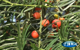 寧強：“植物大熊貓”紅豆杉紅遍玉皇觀縮略圖