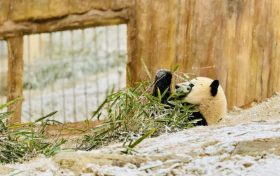 漢中多地下雪了，陜西氣象最新發(fā)布→縮略圖