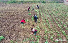 秋種秋管正當(dāng)時(shí) 繪就鄉(xiāng)村好“豐”景縮略圖