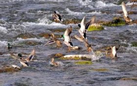 多種候鳥(niǎo)來(lái)佛坪越冬！開(kāi)啟觀(guān)鳥(niǎo)體驗(yàn)→縮略圖