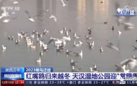 央視聚焦的“冬日精靈”，你“鷗”遇了嗎縮略圖