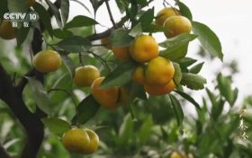 3分鐘！城固登上央視大型紀(jì)錄片縮略圖