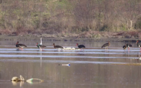 全國(guó)僅存2000只！“鳥(niǎo)中大熊貓”飛抵洋縣縮略圖