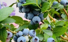 陜西鄉(xiāng)黨：“我的家鄉(xiāng)特產(chǎn)是特地瞞著我產(chǎn)的嗎？”縮略圖