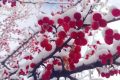 宛若仙境！漢臺(tái)景區(qū)絕美雪景上線縮略圖