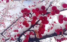 宛若仙境！漢臺(tái)景區(qū)絕美雪景上線縮略圖