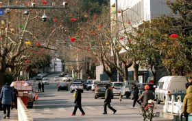 燈籠樹(shù)梢掛 年味迎面來(lái)縮略圖