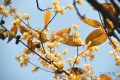 真香預(yù)警，臘梅花開！縮略圖