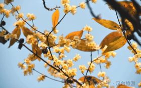 真香預(yù)警，臘梅花開(kāi)！縮略圖