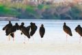 “鳥(niǎo)中大熊貓”現(xiàn)身陜西！縮略圖