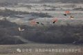 罕見！白鸛、黑鸛、白琵鷺、朱鹮在漢中“同框”縮略圖