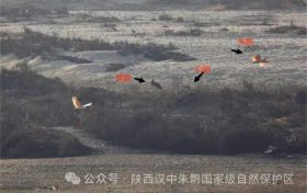 罕見(jiàn)！白鸛、黑鸛、白琵鷺、朱鹮在漢中“同框”縮略圖