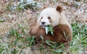 我們的“國寶”！是他們守護(hù)→縮略圖