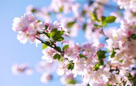 春季養(yǎng)肺正當(dāng)時(shí)，多吃哪些食物對肺有好處?縮略圖