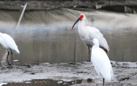 你好呀！鎮(zhèn)巴的“新市民”縮略圖