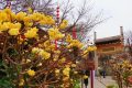 花開(kāi)又一年，結(jié)香沁滿園縮略圖
