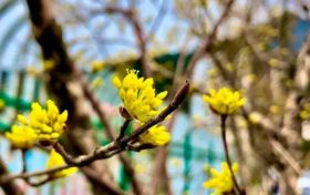 花事可期！佛坪萬畝茱萸花即將迎來絢爛時刻！縮略圖