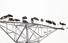 罕見！40多只黑鸛在洋縣過冬后還想定居？縮略圖