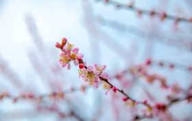 來興漢勝境，一起喚醒春天的美好縮略圖