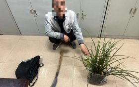 提醒，野生蘭草不能采！縮略圖