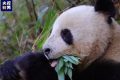 央視新聞：“滾滾”下山嘍！名場(chǎng)面除了“趕竹”，還有……縮略圖