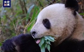 央視新聞：“滾滾”下山嘍！名場面除了“趕竹”，還有……縮略圖