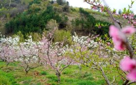 能賞花、能摘果，孕育致富新希望！縮略圖