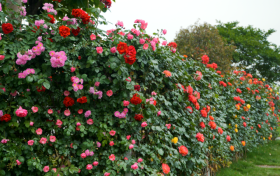 留壩景區(qū)7月1日起對(duì)全國(guó)縣級(jí)以上勞模免費(fèi)縮略圖