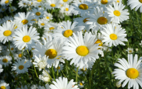 沙窩村：雛菊花開多爛漫 不負(fù)初夏好時光縮略圖